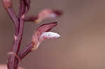 Spring coralroot
